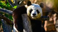 China Resmikan Pusat Riset Panda Berteknologi Tinggi