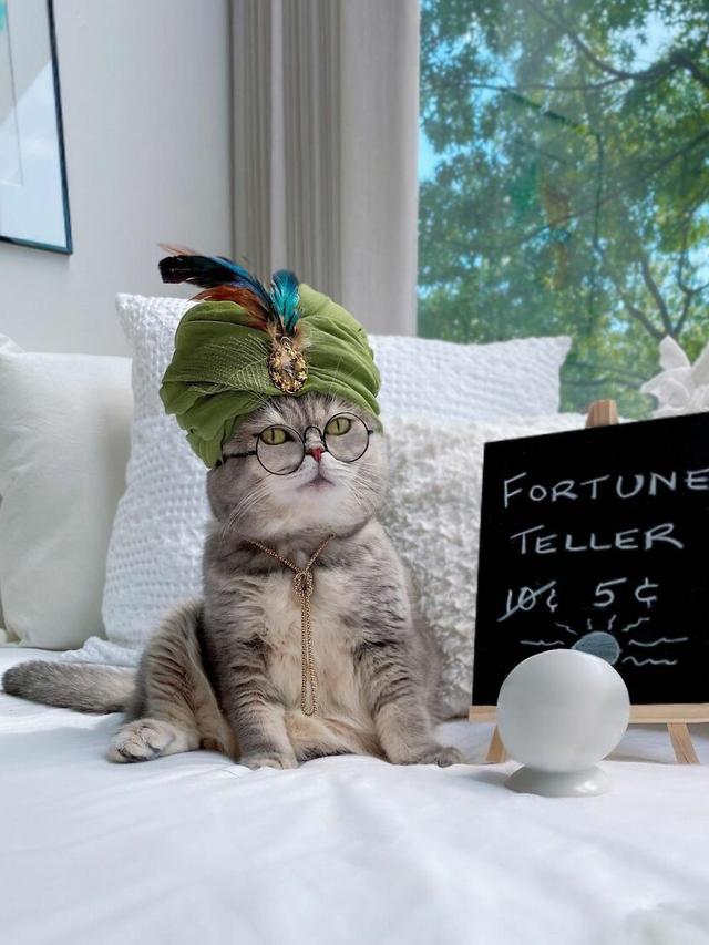 8 Potret Kucing saat Pakai Kostum Unik Ini Curi Perhatian, Menggemaskan