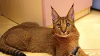 Kucing Caracat