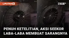 Video aksi laba-laba membuat sarangnya direkam dari dekat mengundang perhatian
