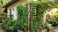 Cara Bikin Kebun Rambat Timun dan Pare dari Bahan Bekas, Solusi Hemat untuk Lahan Sempit