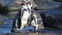 Ilustrasi penguin Humboldt (wikimedia commons)