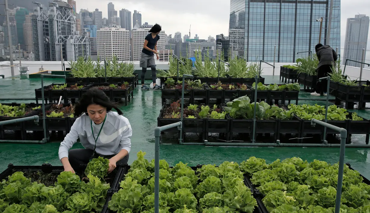 Para pekerja memanen selada yang ditanam di sebuah kebun yang berada di atap gedung industri di Hong Kong, 14 November 2017. Kegiatan bercocok tanam di atas gedung tersebut baru difokuskan pada gedung-gedung di pusat kota. (AP Photo/Kin Cheung)