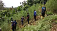 Tim gabungan Mabes Polri, Polda Aceh, Polres Lhokseumawe, menemukan lahan ganja di di tengah hutan di Dusun Uteun Punti, Desa Sawang, Kecamatan Sawang, Kabupaten Aceh Utara. (Liputan6.com/Nafiysul Qodar)