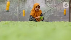 Karyawan menata sayur hidroponik jenis bayam di Serua Farm, Bojongsari, Depok, Jawa Barat, Jumat (26/6/2020). Kebun sayur yang berdiri di atas lahan seluas 1200 meter persegi dengan 25.000 lubang tanam menyediakan sayuran hidroponik bebas pestisida. (Liputan6.com/Fery Pradolo)