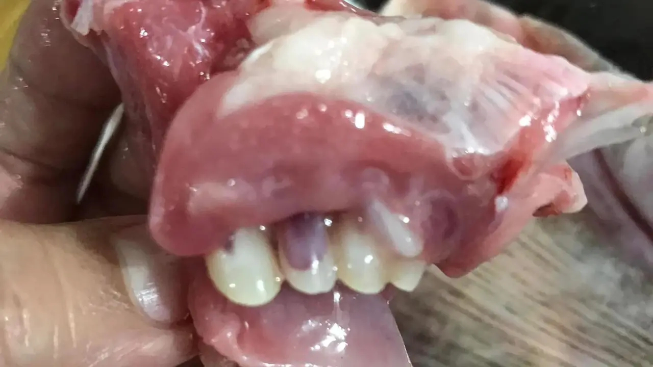ikan dengan gigi yang menyerupai manusia