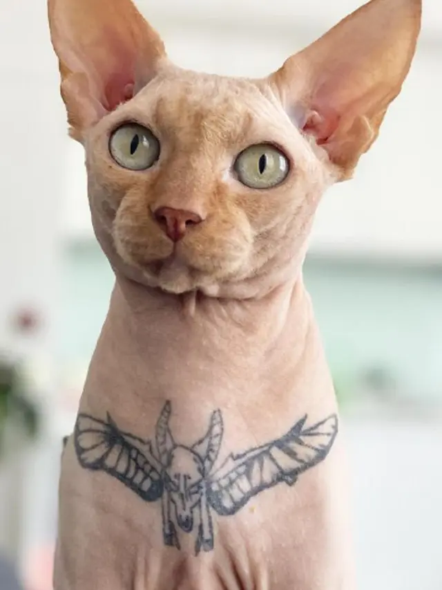 Wanita Ini Mendapat Kecaman Dari Pecinta Hewan Usai Mentato Kucing Peliharaannya