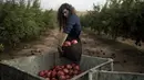 Ido Gilad, 17 tahun, menjatuhkan sekantong buah delima yang dipetiknya saat menjadi sukarelawan di sebuah perkebunan di Ashkelon, Israel, Jumat, 27 Oktober 2023. (AP Photo/Maya Alleruzzo)