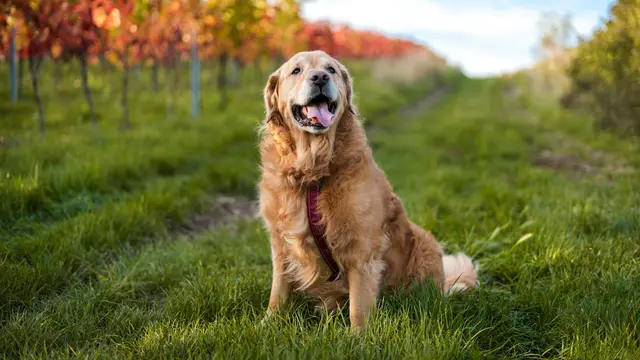 Golden Retriever