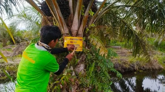 Petugas memasang tanda di pohon sawit milik perambah hutan Suaka Margasatwa Giam Siak Kecil.