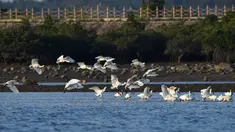 Sekawanan ibis sendok berwajah hitam terlihat di sebuah taman lahan basah di Guangcun, Kota Danzhou, Provinsi Hainan, China selatan (28/12/2020). Banyak ibis sendok berwajah hitam datang ke Danzhou karena cuaca yang hangat di sana pada musim dingin. (Xinhua/Yang Guanyu)