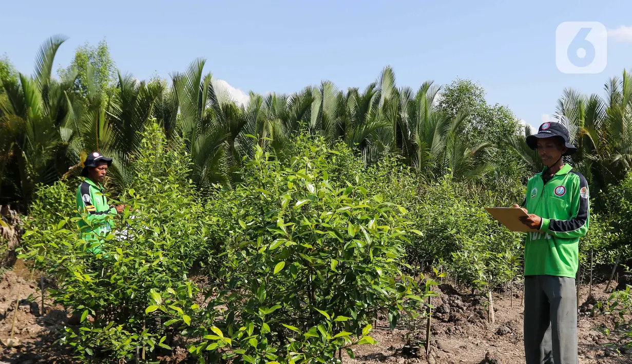 Program menjadi bukti komitmen PT Kilang Pertamina Internasional Project Sumatera dalam agenda lingkungan untuk mendukung program Indonesia Net Zero Emission (NZE) pada 2060. (Liputan6.com/Herman Zakharia)