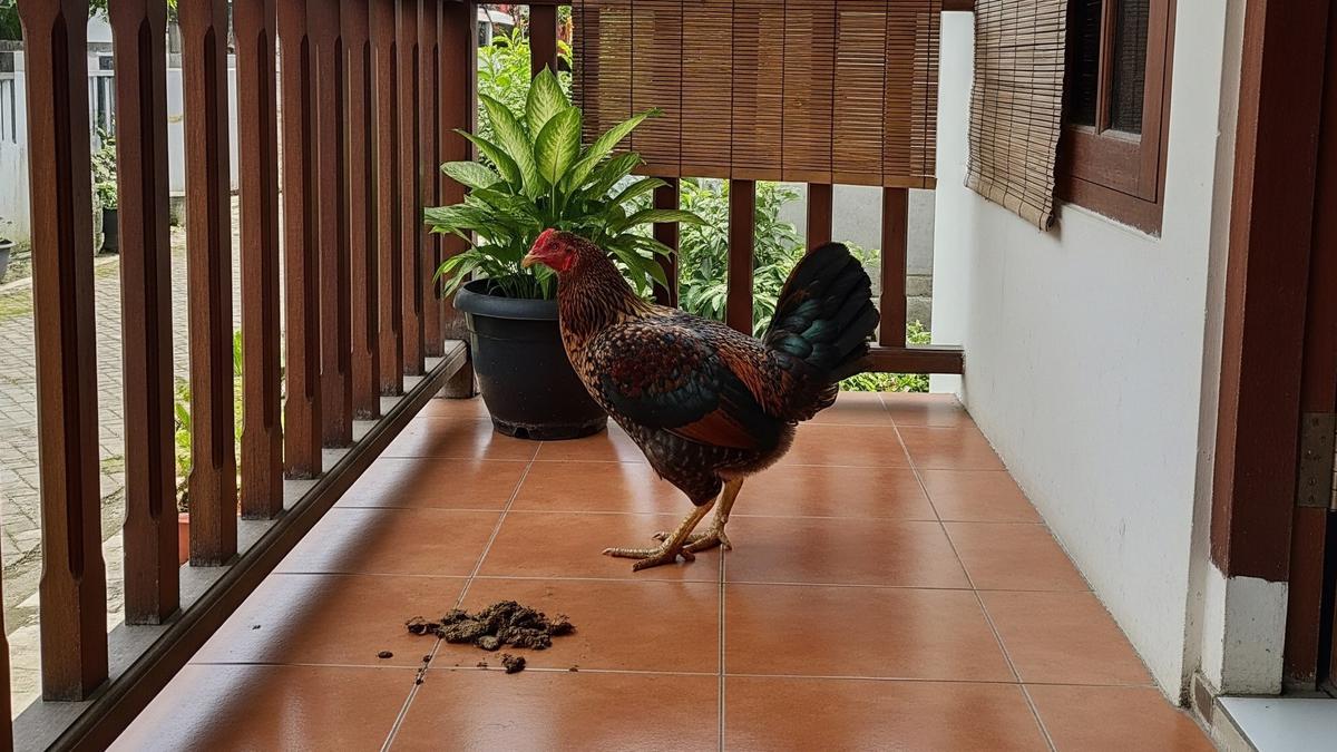 9 Cara Mencegah Ayam Tetangga Berak di Teras, Bersih Bebas Kotoran