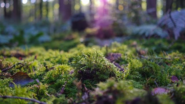 Ilustrasi lingkungan hidup