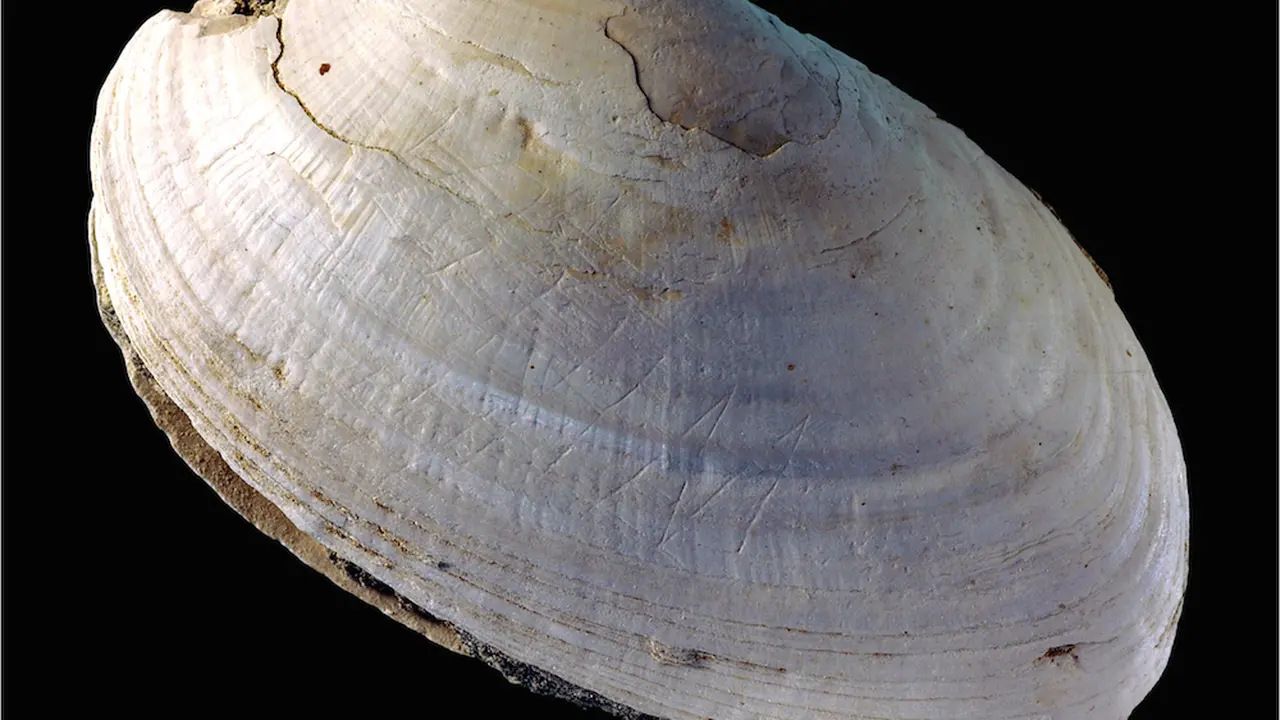 Ukiran kerang hasil karya Homo erectus di Trinil, Jawa Timur