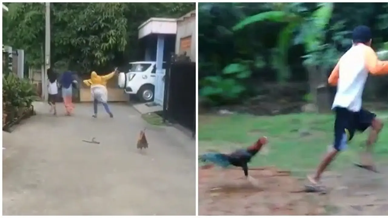 Potret Kocak saat Dikejar Ayam Ini Bikin Ketawa Ngakak