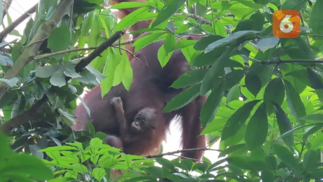 Induk dan Bayi Orangutan