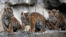 Empat harimau Sumatra muda menjelajahi kandang mereka setelah menghabiskan minggu-minggu pertama kehidupan mereka di kebun binatang di Berlin, Jerman (22/11). Empat Harimau Sumatera Muda tersebut lahir pada 4 Agustus 2018. (AP Photo/Michael Sohn)