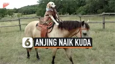 thumbnail anjing naik kuda
