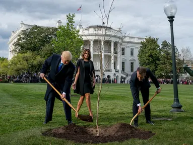 Melania Trump melihat Presiden Donald Trump dan Presiden Prancis Emmanuel Macron saat menggunakan sekop dalam upacara penanaman pohon di South Lawn Gedung Putih, Washington (23/4). (AP Photo / Andrew Harnik)