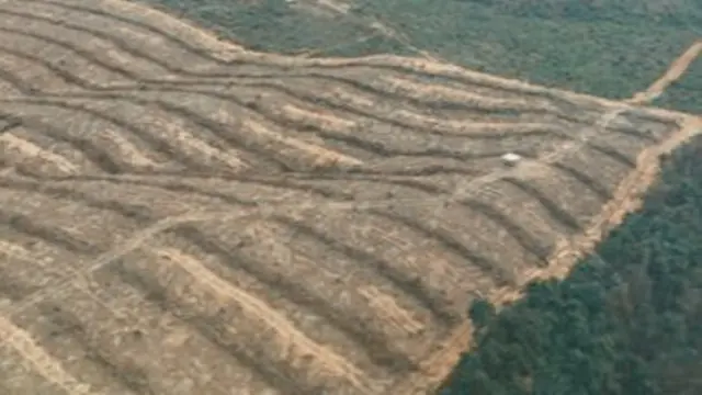 Perkebunan ilegal yang dibuat oleh perambah hutan di Riau.