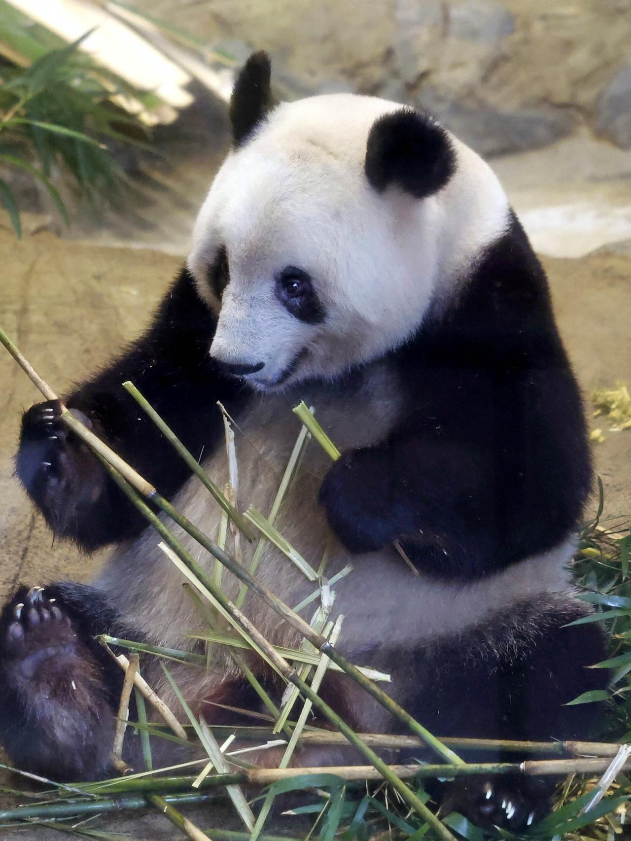 Upaya Putus Asa Jepang Pinjam Panda dari China Jelang Kepulangan 2 ...