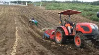 Manajer Lapangan Food Estate Humbahas, Van Basten menjelaskan, hasil panen kentang petani akan meningkat di masa tanam kedua dan ketiga