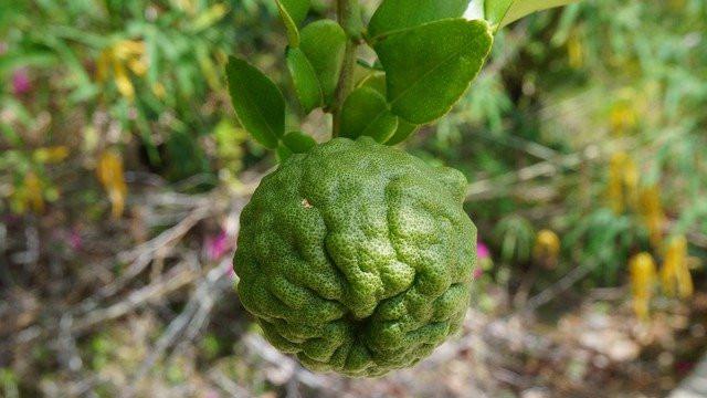 Ilustrasi Jeruk Purut