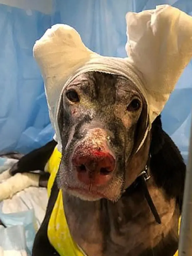 Anjing Pemberani, Rela Mati Demi Selamatkan Pasien dalam Kebakaran RS