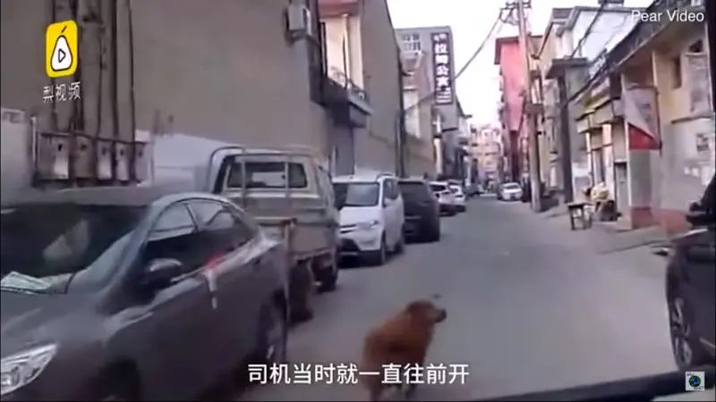 anjing tunjukkan jalan