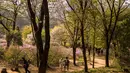 Pengunjung berjalan melewati semak bunga azalea di Taman Wonmi di Bucheon, sebuah kota di pinggiran Seoul (19/4/2022). Pada bulan April, saat musim semi mencapai puncaknya, bunga azalea berwarna merah muda dan putih akan memenuhi Taman Wonmi di Bucheon, Seoul. (AFP/ANTHONY WALLACE)