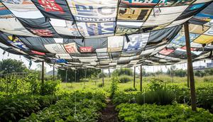 cara merangsang pohon bougenville berbunga lebat. Foto: Gemini