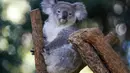Para ilmuwan Australia telah mulai memvaksinasi koala liar untuk melawan klamidia dalam sebuah uji coba lapangan yang ambisius di New South Wales. (AP Photo/Mark Baker)