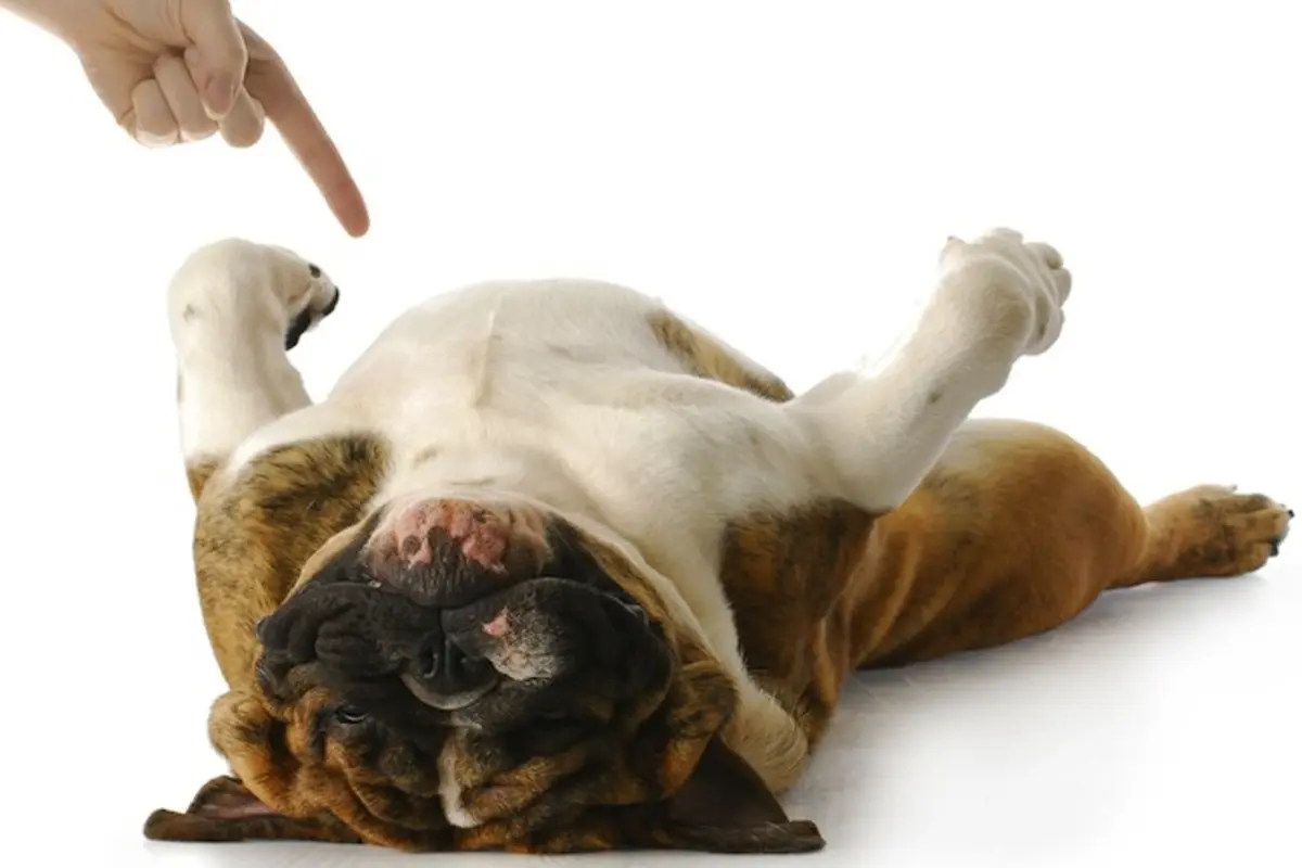 Nggak Mau Mandi, Anak Anjing Ini Malah 'Mati'