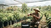 10 Trik Pohon Alpukat Cepat Bercabang Sejak Masih Kecil agar Tumbuh Rimbun dan Produktif