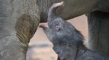 Seekor bayi gajah perempuan memainkan belalainya saat berdiri di samping ibunya 'Salvana' di kebun binatang Hagenbeck di Hamburg, Jerman (4/9). (AFP Photo/dpa/Daniel Reinhardt/Jerman Out)