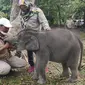 Gajah Rizky saat diberikan makan buah oleh mahot di PLG Minas. (Liputan6.com/M Syukur)