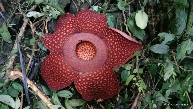 Bunga Raflesia Tuan Mudae yang mekar di Cagar Alam Maninjau, Kabupaten Agam, Sumatera Barat. Bunga mekar sempurna pada Rabu (20/1/2021). (Dok BKSDA Agam)