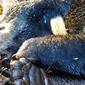 Beruang madu mati terjerat di Riau. (Liputan6.com/M Syukur)