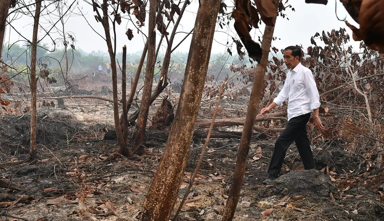 Presiden Joko Widodo atau Jokowi memeriksa kerusakan akibat kebakaran hutan dan lahan (karhutla) di Pekanbaru, Riau, Selasa (17/9/2019). Jokowi menegaskan pentingnya menjaga komitmen agar karhutla tak terjadi lagi. (Handout/Indonesian Presidential Palace/AFP)