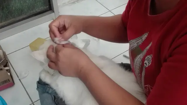 Kucing Domestik