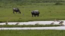 Sejumlah satwa liar terlihat di tempat perlindungan satwa liar Pobitora, sekitar 60 kilometer di timur Gauhati, India, (23/5). Pobitora dinyatakan sebagai hutan yang dilindungi pada tahun 1971 dan suaka margasatwa tahun 1987. (AP Photo/Anupam Nath)