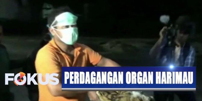 Petugas Gabungan Tangkap 3 Anggota Sindikat Perdagangan Organ Harimau Sumatera