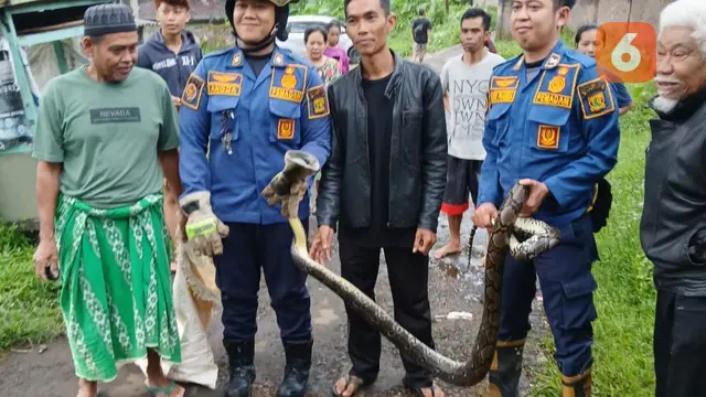 Peleton Pokso VI Sukaraja Damkar Kabupaten Sukabumi saat evakuasi ular sanca (Liputan6.com/Istimewa).