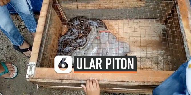 VIDEO: Geger, Ular Piton Sepanjang 3 Meter Masuk ke Warung