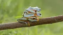 Seolah tak habis gaya, ketiga katak ini menampilkan gaya sambil bertumpuk satu sama lain, Kalimantan.(dailymail)