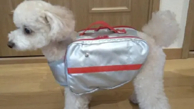 Perusahaan Jepang Membuat Tas Darurat Bencana Alam untuk Anjing