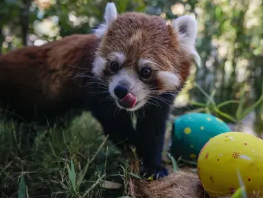 Seekor panda merah bernama Ichiha mencari makanan ringan dalam telur paskah di Kebun Binatang Buin di Santiago, Cile, Minggu, 9 April 2023. (AP Photo/Esteban Felix)