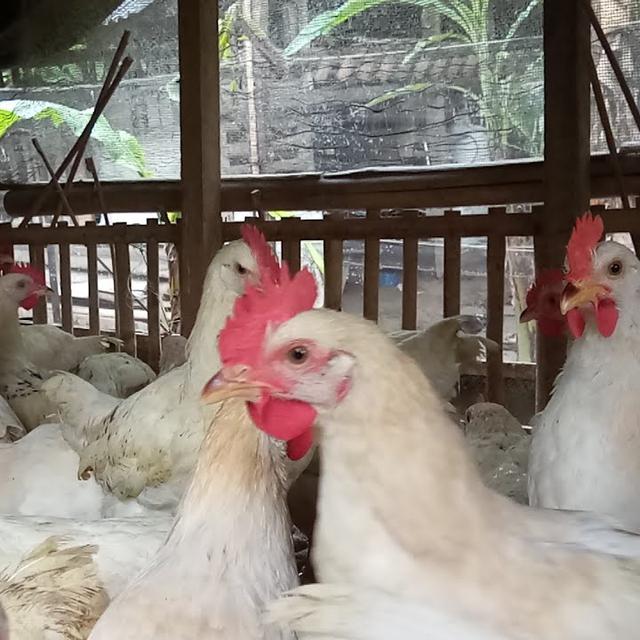 Daftar Harga Ayam Pejantan Bulan November 2021 Terbaru