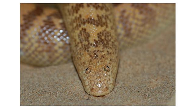 Miliki Bentuk Mata Aneh, Ular Ini Justru Tak Terlihat Menyeramkan